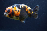 Milk Cow Ranchu  Calico 5 Inch (ID#401R10c-93) Free2Day SHIPPING