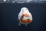 Jumbo Ranchu  Kirin 5 Inch (ID#1227R14a-110)