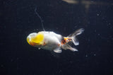 Bubble Eye  Calico 4 Inch (ID#304Be12c-94) Free2Day SHIPPING