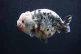 Jumbo Ranchu  Kirin 5 Inch (ID#1227R14a-110)