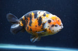Milk Cow Ranchu  Calico 5 Inch (ID#401R10c-93) Free2Day SHIPPING