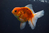 Thai Oranda  Calico 3.5 Inch (ID#1008ToPTA-32) Free2Day SHIPPING