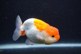 Juvenile Lionchu  Red White 3.5 Inch (ID#1227R11a-10) Free2Day SHIPPING