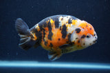 Milk Cow Ranchu  Calico 5 Inch (ID#401R10c-93) Free2Day SHIPPING