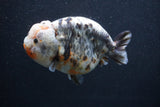 Jumbo Ranchu  Kirin 5 Inch (ID#1227R14a-110)