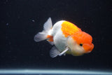 Juvenile Lionchu  Red White 3.5 Inch (ID#1227R11a-10) Free2Day SHIPPING