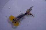 Bubble Eye  Calico 4 Inch (ID#304Be12c-94) Free2Day SHIPPING
