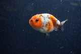 Juvenile Ranchu  Calico 3.5 Inch (ID#1220R9b-53) Free2Day SHIPPING