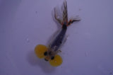 Bubble Eye  Calico 4 Inch (ID#304Be12c-94) Free2Day SHIPPING