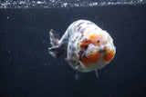 Jumbo Ranchu  Kirin 5 Inch (ID#1227R14a-110)