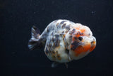 Jumbo Ranchu  Kirin 5 Inch (ID#1227R14a-110)