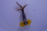 Bubble Eye  Calico 4 Inch (ID#304Be12c-94) Free2Day SHIPPING