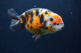 Milk Cow Ranchu  Calico 5 Inch (ID#401R10c-93) Free2Day SHIPPING