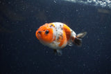 Juvenile Ranchu  Calico 3.5 Inch (ID#1220R9b-53) Free2Day SHIPPING