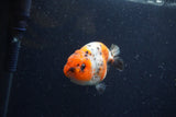 Juvenile Ranchu  Calico 3.5 Inch (ID#1220R9b-53) Free2Day SHIPPING