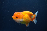 Juvenile Lionchu  Red White 3.5 Inch (ID#1227R11a-11) Free2Day SHIPPING