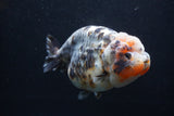 Jumbo Ranchu  Kirin 5 Inch (ID#1227R14a-110)