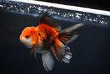 Juvenile Thai Oranda  Tricolor 4 Inch (ID#1112To13b-79) Free2Day SHIPPING