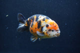 Milk Cow Ranchu  Calico 5 Inch (ID#401R10c-93) Free2Day SHIPPING