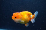 Juvenile Lionchu  Red White 3.5 Inch (ID#1227R11a-11) Free2Day SHIPPING