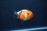 Juvenile Ranchu  Calico 3.5 Inch (ID#1220R9b-53) Free2Day SHIPPING