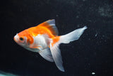 Ryukin Longtail Red White 4.5 Inch (ID#924Ry7b-15) Free2Day SHIPPING