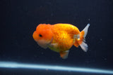 Juvenile Lionchu  Red White 3.5 Inch (ID#1227R11a-11) Free2Day SHIPPING