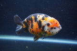 Milk Cow Ranchu  Calico 5 Inch (ID#401R10c-93) Free2Day SHIPPING