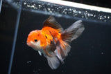 Juvenile Thai Oranda  Tricolor 4 Inch (ID#1112To13b-79) Free2Day SHIPPING