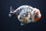 Jumbo Ranchu  Kirin 5 Inch (ID#1227R14a-110)