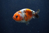 Juvenile Ranchu  Calico 3.5 Inch (ID#1220R9b-53) Free2Day SHIPPING