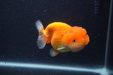 Juvenile Lionchu  Red White 3.5 Inch (ID#1227R11a-11) Free2Day SHIPPING