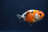 Juvenile Ranchu  Calico 3.5 Inch (ID#1220R9b-53) Free2Day SHIPPING