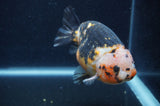 Milk Cow Ranchu  Calico 4.5 Inch (ID#401R13a-94) Free2Day SHIPPING