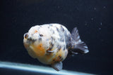 Jumbo Ranchu  Kirin 5 Inch (ID#1227R14a-111)