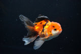 Juvenile Thai Oranda  Tricolor 4 Inch (ID#1112To13b-79) Free2Day SHIPPING