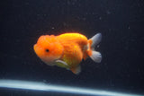 Juvenile Lionchu  Red White 3.5 Inch (ID#1227R11a-11) Free2Day SHIPPING