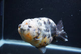 Jumbo Ranchu  Kirin 5 Inch (ID#1227R14a-111)