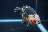 Milk Cow Ranchu  Calico 4.5 Inch (ID#401R13a-94) Free2Day SHIPPING