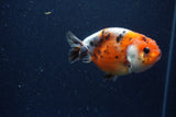 Juvenile Ranchu  Calico 3.5 Inch (ID#1220R9b-53) Free2Day SHIPPING