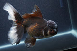 Thai Oranda  Panda 6.5 Inch (ID#408T6b-116)