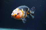 Milk Cow Ranchu  Calico 4.5 Inch (ID#401R13a-94) Free2Day SHIPPING