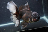Thai Oranda  Panda 6.5 Inch (ID#408T6b-116)