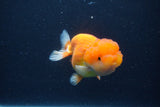 Juvenile Lionchu  Red White 3.5 Inch (ID#1227R11a-11) Free2Day SHIPPING