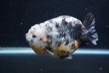 Jumbo Ranchu  Kirin 5 Inch (ID#1227R14a-111)