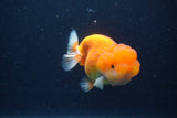 Juvenile Lionchu  Red White 3.5 Inch (ID#1227R11a-11) Free2Day SHIPPING