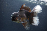 Thai Oranda  Panda 6.5 Inch (ID#408T6b-116)