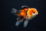 Juvenile Thai Oranda  Tricolor 4 Inch (ID#1112To13b-79) Free2Day SHIPPING