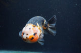 Milk Cow Ranchu  Calico 4.5 Inch (ID#401R13a-94) Free2Day SHIPPING