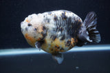 Jumbo Ranchu  Kirin 5 Inch (ID#1227R14a-111)